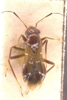 Pilophorus disjunctus, AMNH PBI00254077