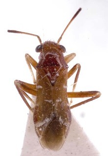 Pilophorus disjunctus, AMNH PBI00254087