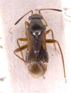 Pilophorus pseudoperplexus, AMNH PBI00253851