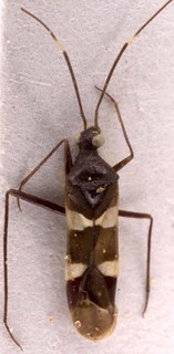 Systellonotus albofasciatus, AMNH PBI00255197