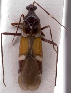 Systellonotus lesbia, AMNH PBI00255189
