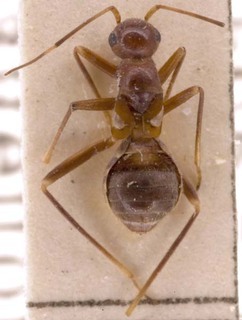 Systellonotus malaisei, AMNH PBI00254861