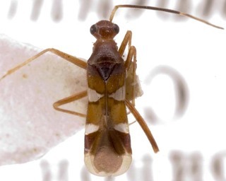 Systellonotus malaisei, AMNH PBI00255087
