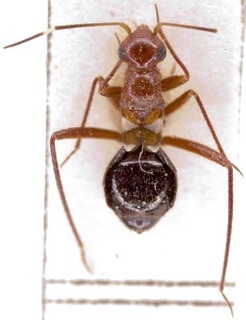 Systellonotus wagneri, AMNH PBI00255148