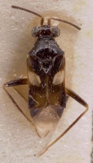 Trichophthalmocapsus pumilis, AMNH PBI00255169