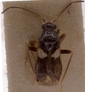 Trichophthalmocapsus pumilis, AMNH PBI00255198