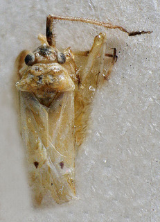 Camptotylus bipunctatus, AMNH PBI00140410