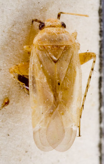 Europiella decolor, AMNH PBI00143617