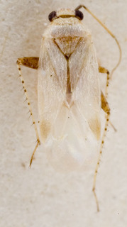 Europiella decolor, AMNH PBI00143623