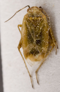 Europiella herbaalbae, AMNH PBI00143376