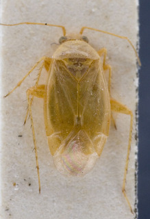 Europiella leucopus, AMNH PBI00142861
