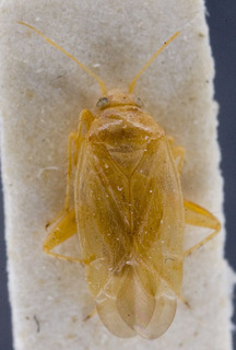 Europiella leucopus, AMNH PBI00142863