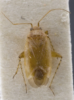 Europiella livida, AMNH PBI00142839