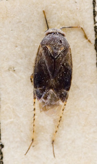 Europiella ovatula, AMNH PBI00142954