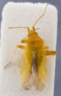 Eurycolpus flaveolus, AMNH PBI00147651