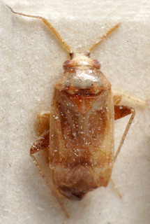Glaucopterum deserticola, AMNH PBI00149995