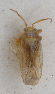 Litoxenus tenellus, AMNH PBI00147696