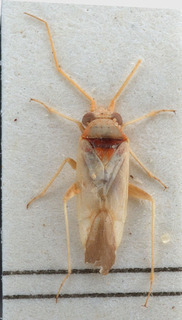 Nasocoris breviceps, AMNH PBI00147627