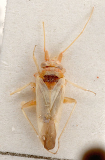 Nasocoris breviceps, AMNH PBI00147628