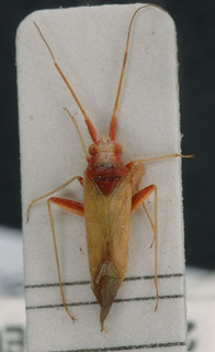 Nasocoris platycranoides, AMNH PBI00149354