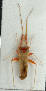 Nasocoris platycranoides, AMNH PBI00149355