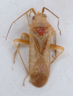 Nasocoris serratus, AMNH PBI00147610