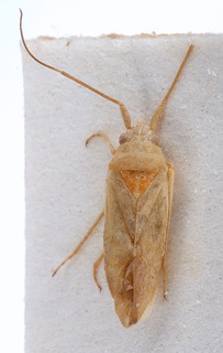 Nasocoris serratus, AMNH PBI00147611