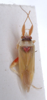 Nasocoris tesquorum, AMNH PBI00149456