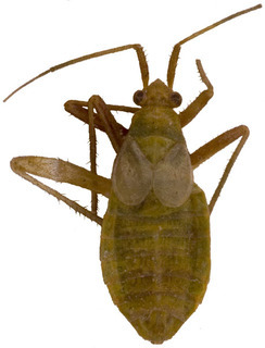 Omocoris cunealis, AMNH PBI00149569