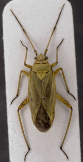 Oncotylus basicornis, AMNH PBI00148376