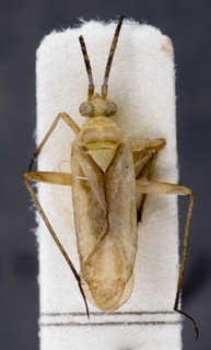 Oncotylus desertorum, AMNH PBI00148188
