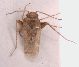 Psallopsis neglecta, AMNH PBI00149800