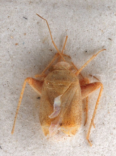 Psallopsis rufifemur, AMNH PBI00150125