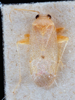 Psallopsis similis, AMNH PBI00150098