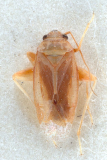 Psallopsis similis, AMNH PBI00150216