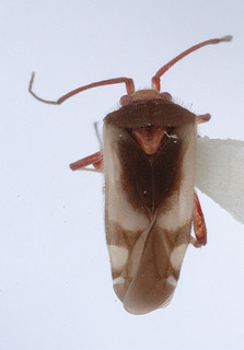Semium hirtum, AMNH PBI00149511