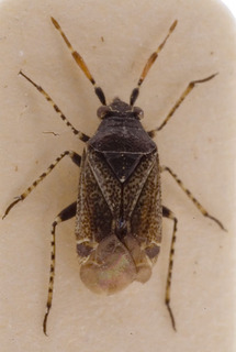 Antepia guttalis, AMNH PBI00154001