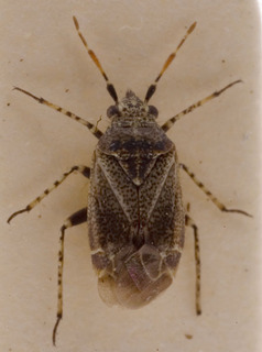 Antepia guttalis, AMNH PBI00154002