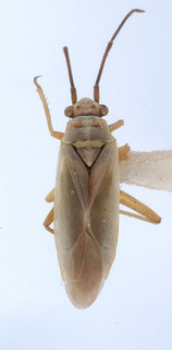 Conostethus americanus, AMNH PBI00151716