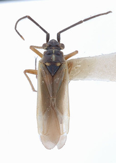 Conostethus americanus, AMNH PBI00151719