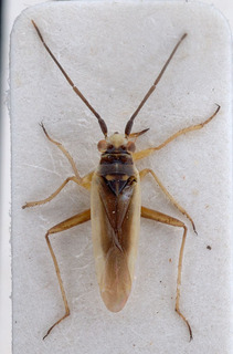 Conostethus angustus, AMNH PBI00151703