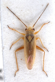 Conostethus angustus, AMNH PBI00151712