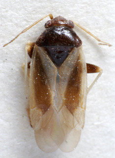 Glaucopterum maculipenne, AMNH PBI00152892