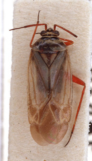 Opisthotaenia fulvipes, AMNH PBI00154172