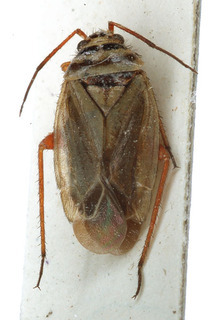 Opisthotaenia fulvipes, AMNH PBI00154174