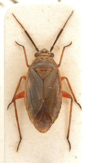 Opisthotaenia glauca, AMNH PBI00154124