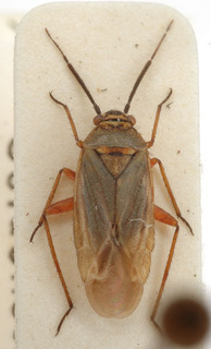 Opisthotaenia glauca, AMNH PBI00154166