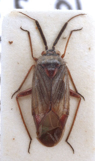 Opisthotaenia striata, AMNH PBI00154167