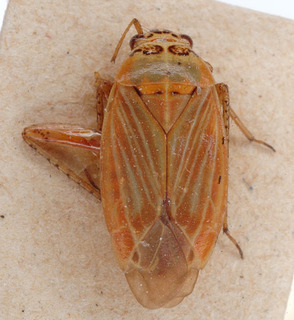 Pachyxyphus caesareus, AMNH PBI00153862