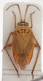 Pachyxyphus caesareus, AMNH PBI00153870